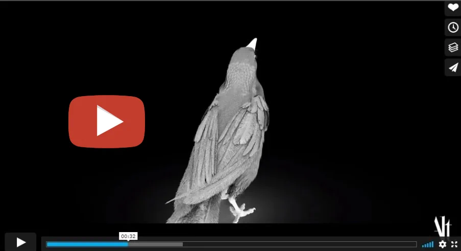 Penguin Bloom desglose de efectos visuales-video