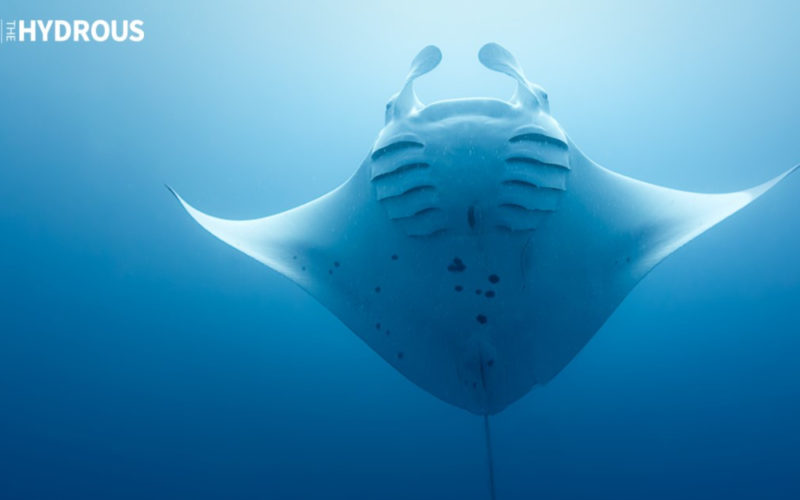 Experiencia virtual oceánica con Smithsonian Adobe e hydrorus