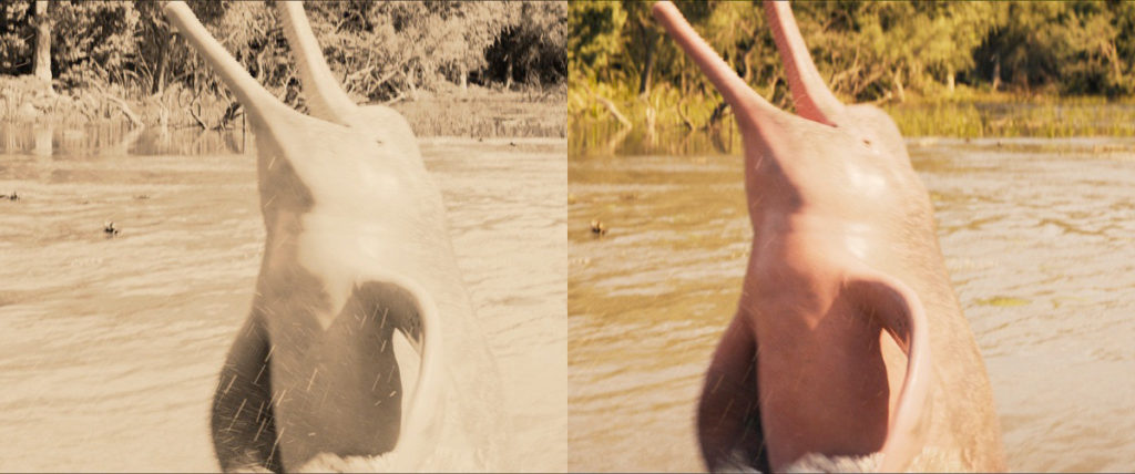 Los delfines rosados del Amazonas