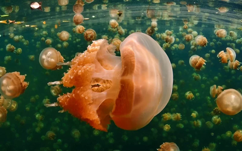 Snowy Jellyfish busca Animador 2D huesos Unity